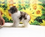 Birdie - Female Goldendoodle (Miniature) Puppy for Sale - Photo #3