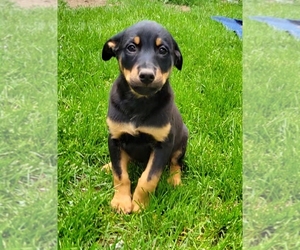 Bernese Mountain Dog-Doberman Pinscher Mix Puppy for Sale in OMAHA, Nebraska USA