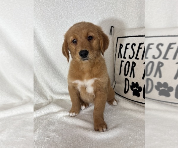 Medium Photo #4 Golden Retriever Puppy For Sale in GREENFIELD, IN, USA