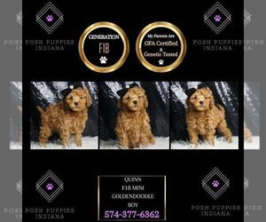 Goldendoodle (Miniature) Puppy for sale in WARSAW, IN, USA
