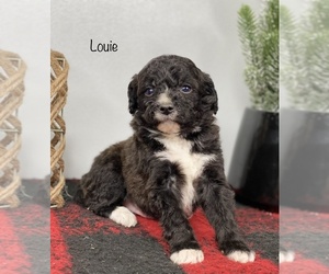 Bernedoodle Puppy for sale in GOSHEN, IN, USA