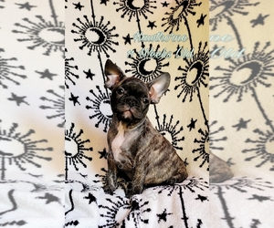 French Bulldog Puppy for sale in NOONDAY, TX, USA