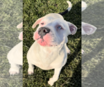 Small #10 American Bulldog Mix