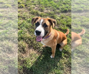 Lars - Male Labrador Retriever-Saint Bernard Mix Dog for Adoption - Photo #2