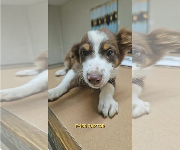 Medium Photo #3 Australian Shepherd-Chihuahua Mix Puppy For Sale in Wakefield, RI, USA