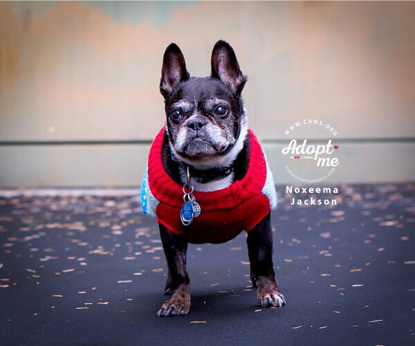 Medium Photo #1 Boston Terrier Puppy For Sale in Salt Lake City, UT, USA