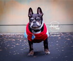 Small Boston Terrier