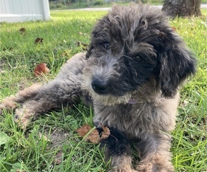 Labradoodle Puppy for sale in DAVENPORT, IA, USA