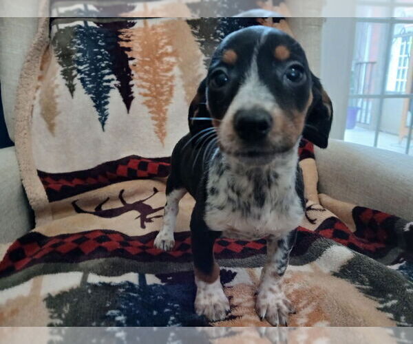 Medium Photo #1 Chiweenie Puppy For Sale in CANTON, GA, USA