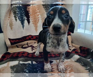 Chiweenie Puppy for sale in CANTON, GA, USA