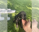 Small Photo #14 Labrador Retriever Puppy For Sale in IDAHO FALLS, ID, USA
