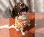 SC/Dobie - Male Brittany-Unknown Mix Dog for Adoption - Small photo