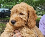 Small #7 Goldendoodle