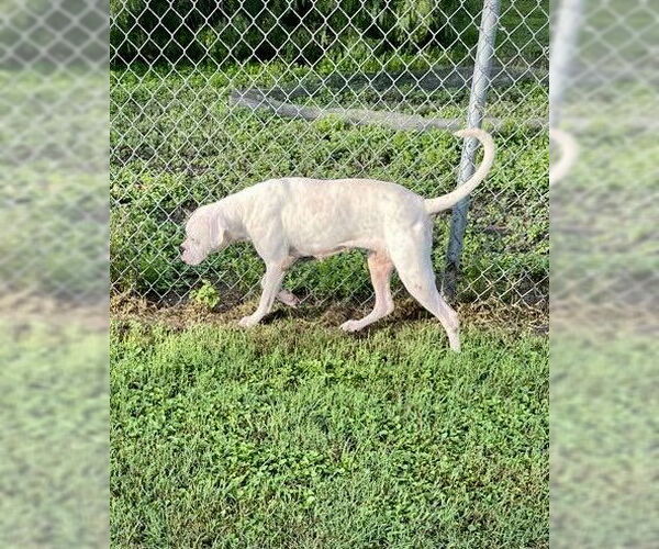 Medium Photo #2 Boxer Puppy For Sale in Dumont, NJ, USA
