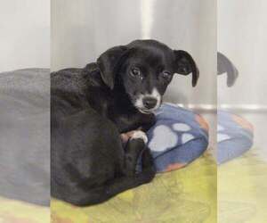 Papshund Dogs for adoption in Arlington, WA, USA