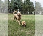 Litter of 9 - Male(s) and Female(s) Goldendoodle (Miniature)Litter of Puppies for Sale - Photo #7