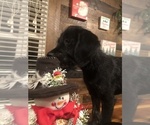 Small Photo #1 Labradoodle Puppy For Sale in ROBERTA, GA, USA