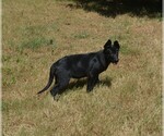 Puppy Puppy 5 German Shepherd Dog