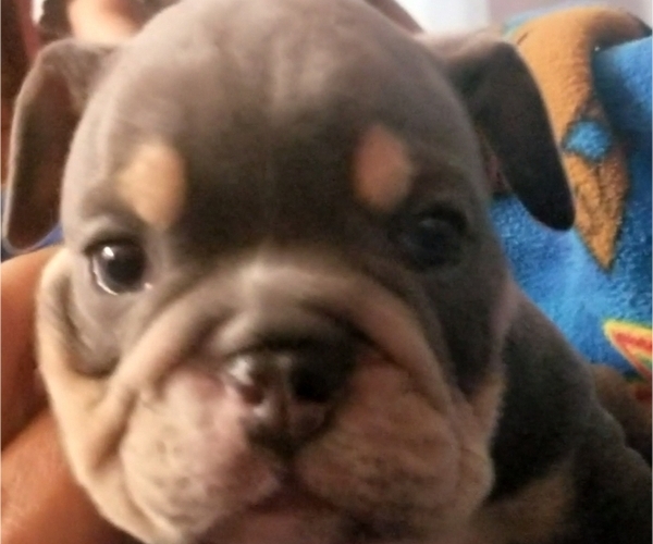 Medium Photo #2 English Bulldog Puppy For Sale in COLUMBUS, OH, USA