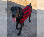 Small #3 Great Dane Mix