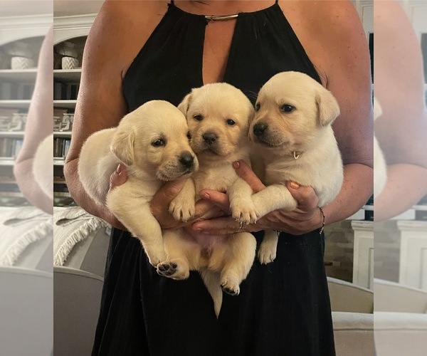 Medium Photo #6 Labrador Retriever Puppy For Sale in LOUISBURG, NC, USA