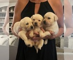 Small #5 Labrador Retriever