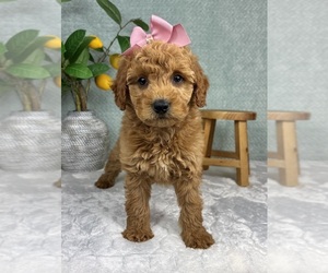 Goldendoodle (Miniature) Puppy for sale in FRANKLIN, IN, USA