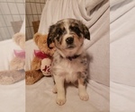Small Photo #2 Australian Shepherd Puppy For Sale in BRIGGSDALE, CO, USA