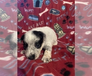 Australian Cattle Dog-Border Collie Mix Puppy for Sale in QUAKER HILL, Connecticut USA