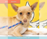 Small #10 Chihuahua