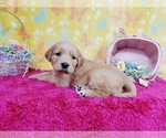 Small Photo #1 Golden Retriever Puppy For Sale in COLORADO SPRINGS, CO, USA