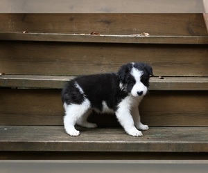 Border Collie Puppy for sale in WARSAW, OH, USA