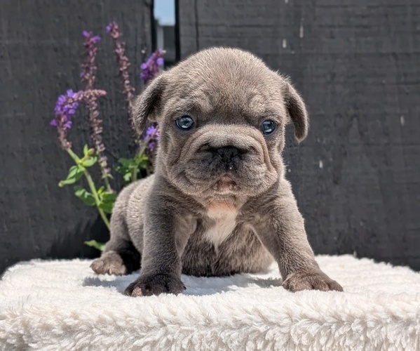 Medium Photo #14 French Bulldog Puppy For Sale in GOSHEN, IN, USA