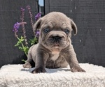 Small Photo #14 French Bulldog Puppy For Sale in GOSHEN, IN, USA