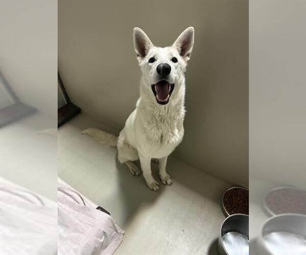 Medium Photo #1 German Shepherd Dog Puppy For Sale in Bakersfield, CA, USA