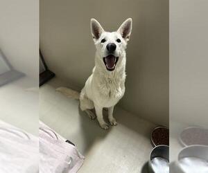 German Shepherd Dog Dogs for adoption in Bakersfield, CA, USA