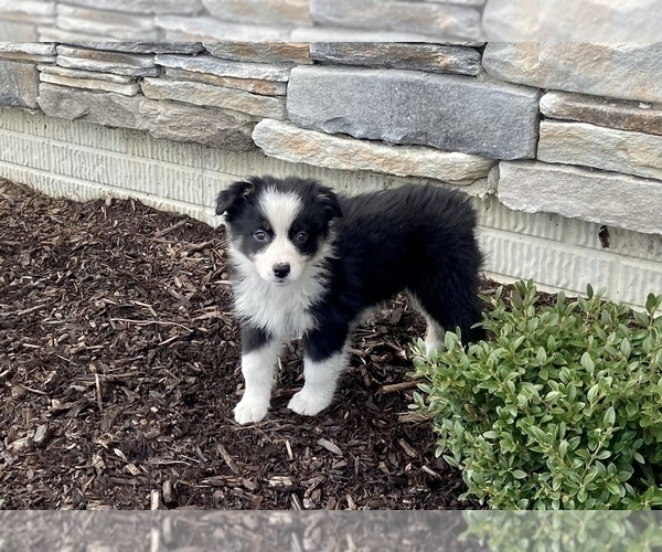 Full screen Photo #3 Australian Shepherd Puppy For Sale in LODA, IL, USA