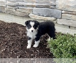 Small Photo #3 Australian Shepherd Puppy For Sale in LODA, IL, USA