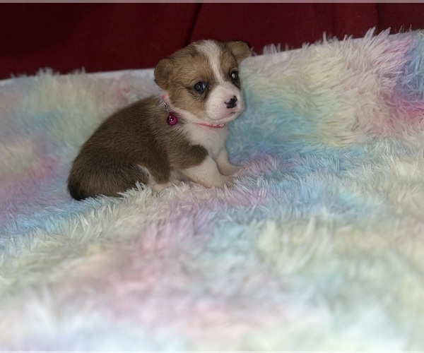 Medium Photo #2 Pembroke Welsh Corgi Puppy For Sale in DOBSON, NC, USA