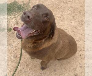 Labrador Retriever Dogs for adoption in Augusta, GA, USA