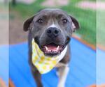 Small American Staffordshire Terrier Mix
