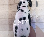 Small #4 Dalmatian