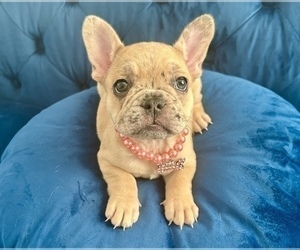 French Bulldog Puppy for sale in WILSON, WY, USA