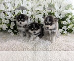 Small #10 Pomsky