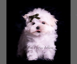 Small #2 Maltese