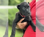 Puppy Sox Cane Corso
