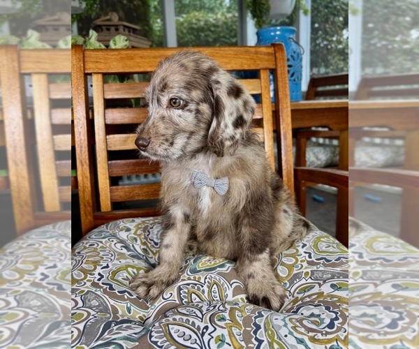 Medium Photo #4 Labradoodle Puppy For Sale in NOBLESVILLE, IN, USA