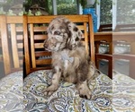 Chip - Male Labradoodle Puppy for Sale - Photo #4