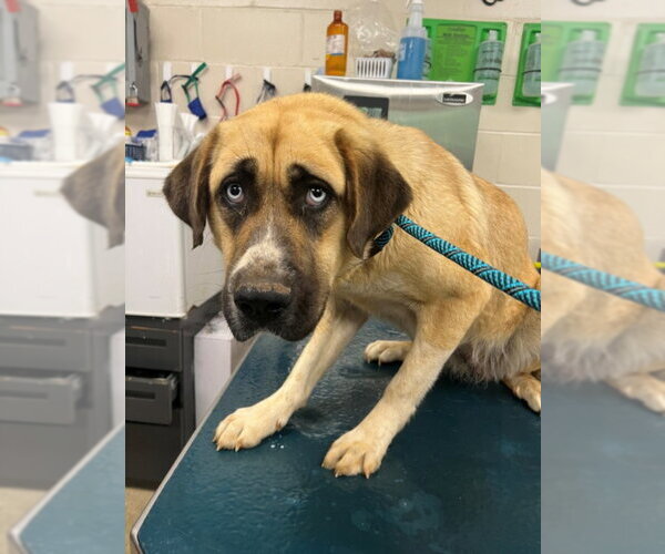 Medium Photo #1 Anatolian Pyrenees Puppy For Sale in Mobile, AL, USA