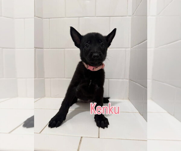 Medium Photo #2 Mutt Puppy For Sale in Imlay City, MI, USA